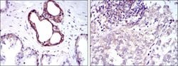 Invitrogen NFkB p50/p105 Monoclonal Antibody (5D10) 100 &mu;L; Unconjugated:Antibodies,