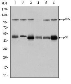 Invitrogen NFkB p50/p105 Monoclonal Antibody (5D10) 100 &mu;L; Unconjugated:Antibodies,