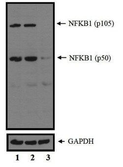Invitrogen NFkB p50/p105 Polyclonal Antibody 100 &mu;L; Unconjugated:Antibodies,