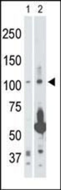 NIK Rabbit anti-Human, Rat, Polyclonal, Invitrogen 400 &mu;L; Unconjugated:Antibodies,