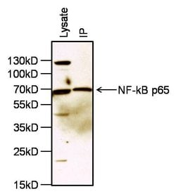 Invitrogen NFkB p65 Polyclonal Antibody 100 &mu;g; Unconjugated:Antibodies,