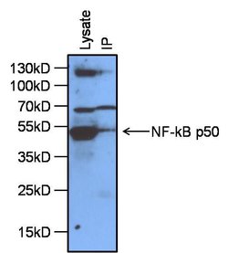 Invitrogen NFkB p65 Polyclonal Antibody 100 &mu;g; Unconjugated:Antibodies,