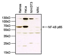 Invitrogen NFkB p65 Polyclonal Antibody 100 &mu;g; Unconjugated:Antibodies,