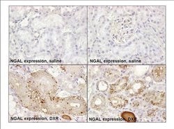 Invitrogen NGAL Monoclonal Antibody (8) 400 &mu;L; Unconjugated:Antibodies,