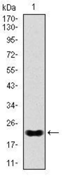 Invitrogen Nkx2.2 Monoclonal Antibody (3E4) 100 &mu;g; Unconjugated:Antibodies,