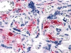 Invitrogen Nkx3.1 Monoclonal Antibody (4H4) 100 &mu;L; Unconjugated:Antibodies,