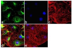 BID Monoclonal Antibody (23F7)