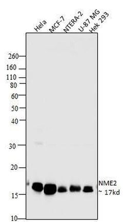 Invitrogen NME2 Monoclonal Antibody (4G7A8) 100 &mu;g; Unconjugated:Antibodies,