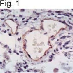 Invitrogen eNOS Polyclonal Antibody 100 &mu;L; Unconjugated:Antibodies,
