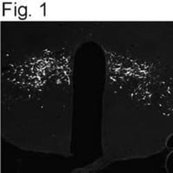 Invitrogen™ Neuropeptide B Polyclonal Antibody