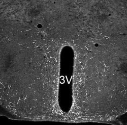 Invitrogen NPS Polyclonal Antibody 100 &mu;L; Unconjugated:Antibodies,