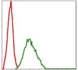 NQO1 Monoclonal Antibody (4D12), Invitrogen 100 &mu;L; Unconjugated:Antibodies,
