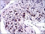 Thumbnail_NQO1 Monoclonal Antibody (4D12), Invitrogen 100 &mu;L; Unconjugated:Antibodies,