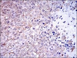NQO1 Monoclonal Antibody (4D12), Invitrogen 100 &mu;L; Unconjugated:Antibodies,