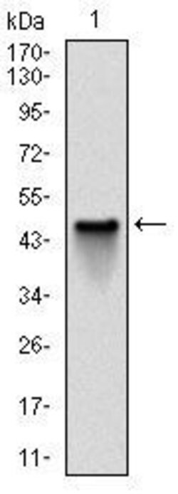 NQO1 Monoclonal Antibody (4D12), Invitrogen 100 &mu;L; Unconjugated:Antibodies,