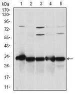 Thumbnail_NQO1 Monoclonal Antibody (4D12), Invitrogen 100 &mu;L; Unconjugated:Antibodies,