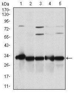 NQO1 Monoclonal Antibody (4D12), Invitrogen 100 &mu;L; Unconjugated:Antibodies,