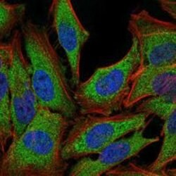 Glucocorticoid Receptor Monoclonal Antibody (6E6), Invitrogen 100 &mu;L;
