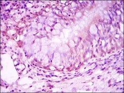 Glucocorticoid Receptor Monoclonal Antibody (6E6), Invitrogen 100 &mu;L;