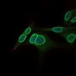 Invitrogen GCNF Monoclonal Antibody (4G8) 100 &mu;g; Unconjugated:Antibodies,