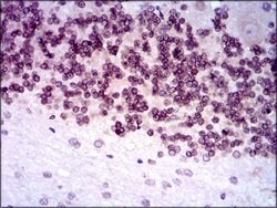 Invitrogen GCNF Monoclonal Antibody (4G8) 100 &mu;g; Unconjugated:Antibodies,