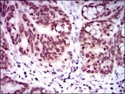 Invitrogen GCNF Monoclonal Antibody (4G8) 100 &mu;g; Unconjugated:Antibodies,