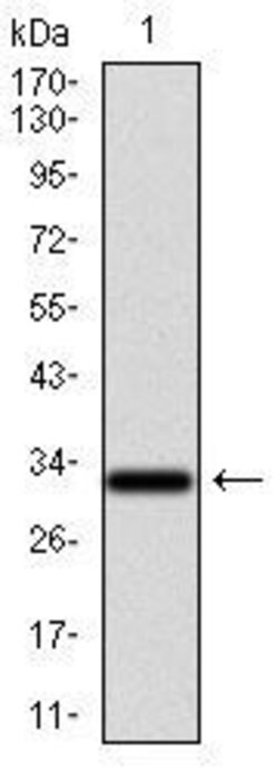 Invitrogen GCNF Monoclonal Antibody (4G8) 100 &mu;g; Unconjugated:Antibodies,