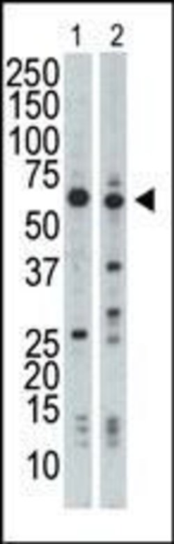 NRBP Rabbit anti-Human, Mouse, Polyclonal, Invitrogen 400 &mu;L; Unconjugated:Antibodies,