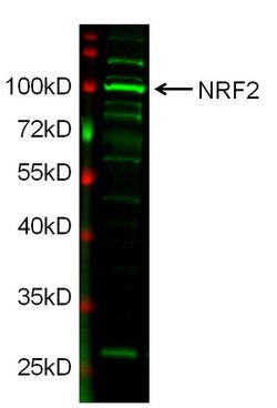 Invitrogen Nrf2 Recombinant Superclonal Antibody (21HCLC) 100 &mu;g; Unconjugated:Antikörper