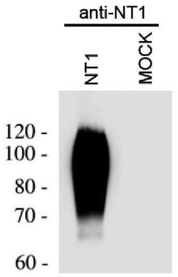 NTSR1 Polyclonal Antibody:Antibodies, Polyclonal