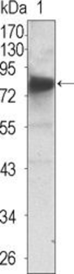 Invitrogen TrkC Monoclonal Antibody (4G5) 100 &mu;L; Unconjugated:Antibodies,