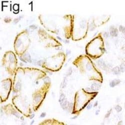 NTSR2 Polyclonal Antibody, Invitrogen 100 &mu;L; Unconjugated:Antibodies,