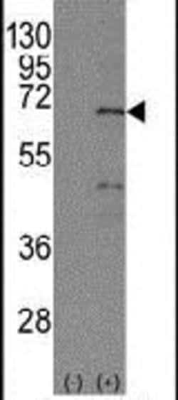 NR4A1, Polyclonal, Invitrogen 400&mu;L; Unconjugated:Antibodies, Polyclonal