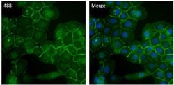 Invitrogen ATP1A1 Monoclonal Antibody (M7-PB-E9), Alexa Fluor 488 50 &mu;L;