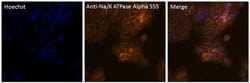 Invitrogen™ ATP1A1 Monoclonal Antibody (M7-PB-E9), Alexa Fluor™ 555