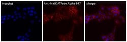 Invitrogen™ ATP1A1 Monoclonal Antibody (M7-PB-E9), Alexa Fluor™ 647