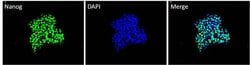 Invitrogen Nanog Monoclonal Antibody (23D2-3C6) 100 &mu;g; Unconjugated:Antibodies,
