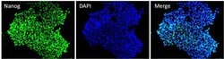 Invitrogen Nanog Monoclonal Antibody (23D2-3C6) 100 &mu;g; Unconjugated:Antibodies,