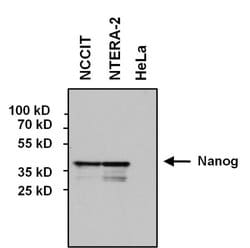Invitrogen Nanog Monoclonal Antibody (23D2-3C6) 100 &mu;g; Unconjugated:Antibodies,