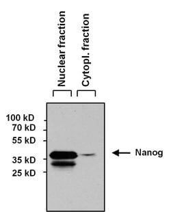 Invitrogen Nanog Monoclonal Antibody (23D2-3C6) 100 &mu;g; Unconjugated:Antibodies,