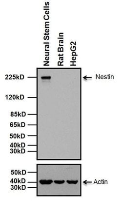 Invitrogen Nestin Monoclonal Antibody (10C2) 100 &mu;g; Unconjugated:Antibodies,