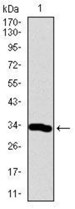 NeuroD1, clone: 6E9G12, Invitrogen 100&mu;g; Unconjugated:Antibodies, Monoclonal