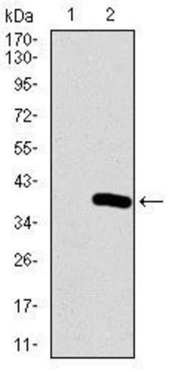 NeuroD1, clone: 6E9G12, Invitrogen 100&mu;g; Unconjugated:Antibodies, Monoclonal