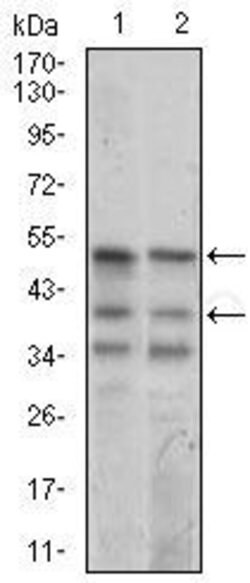 NeuroD1, clone: 6E9G12, Invitrogen 100&mu;g; Unconjugated:Antibodies, Monoclonal