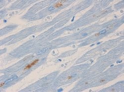 Invitrogen NF-H Monoclonal Antibody (RNF 404) 100 &mu;L; Unconjugated:Antibodies,