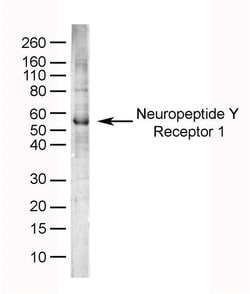 Invitrogen NPY1R Polyclonal Antibody 1 mL; Unconjugated:Antibodies, Polyclonal