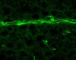Invitrogen ZO-1 Polyclonal Antibody (ZMD.437) 100 &mu;g; Unconjugated:Antibodies,