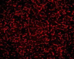 Invitrogen ZO-1 Polyclonal Antibody (ZMD.437) 100 &mu;g; Unconjugated:Antibodies,