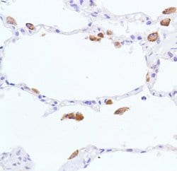 Invitrogen iNOS Monoclonal Antibody (SP126) 500 &mu;L; Unconjugated:Antibodies,