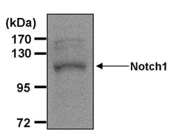 Invitrogen NOTCH1 Monoclonal Antibody (mN1A) 100 &mu;g; Unconjugated:Antibodies,